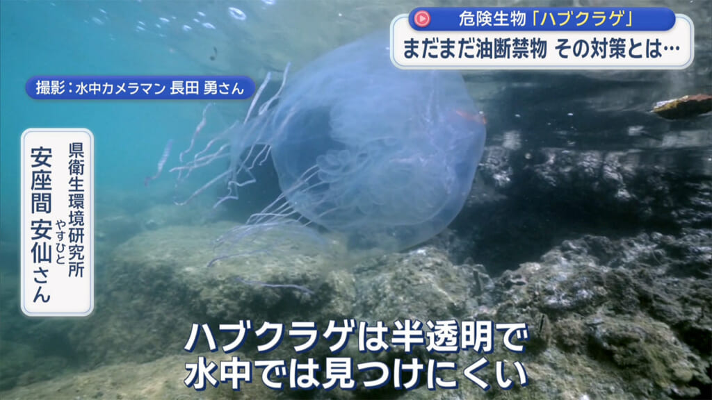 海に潜む危険生物 その対策とは？　ハブクラゲとオコゼを解説