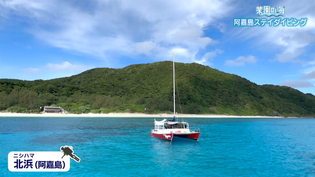 楽園の海　阿嘉島ステイダイビング