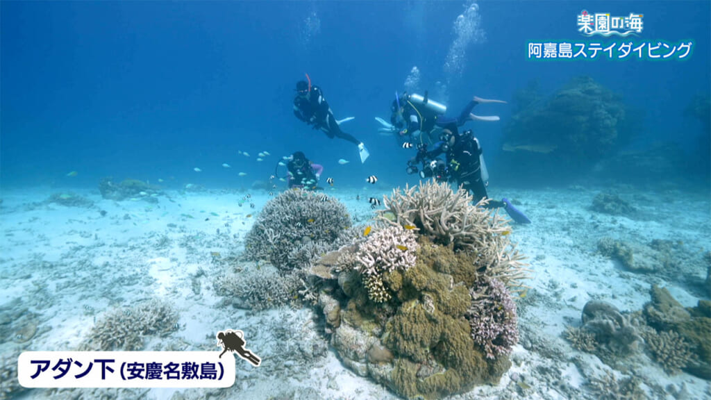 楽園の海　阿嘉島ステイダイビング