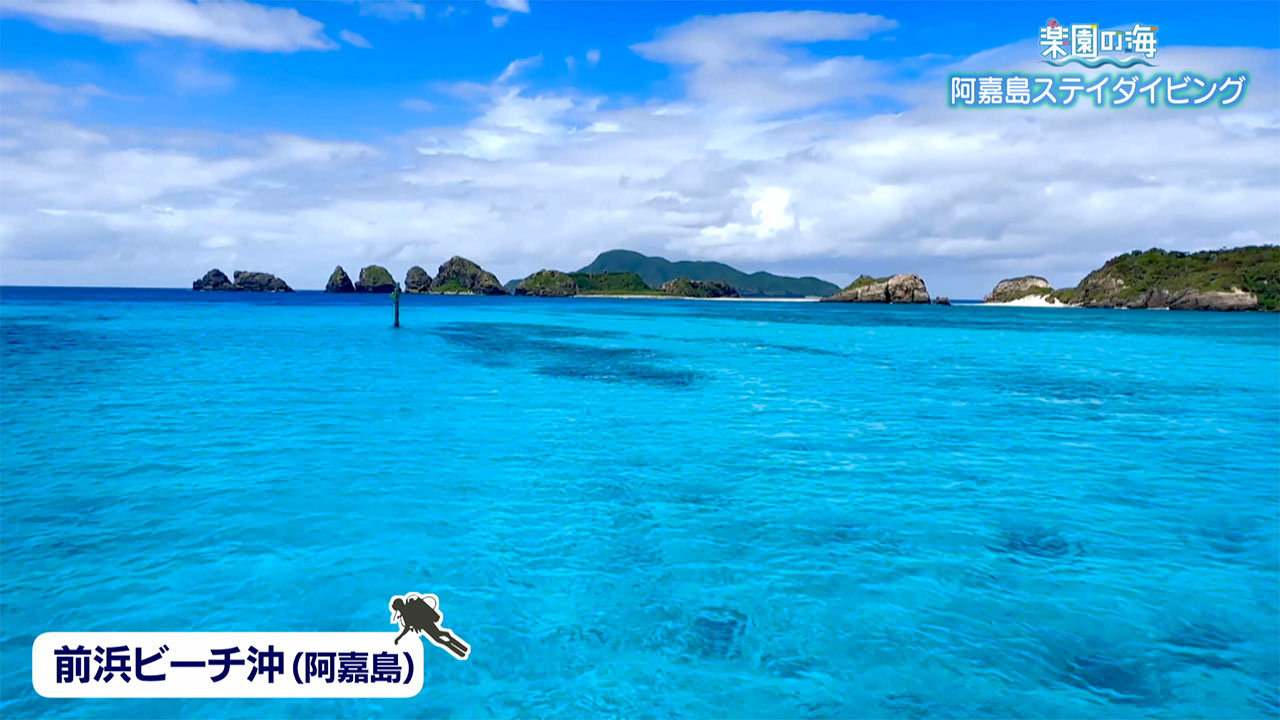 楽園の海　阿嘉島ステイダイビング