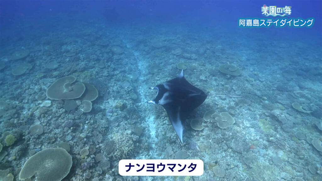 楽園の海　阿嘉島ステイダイビング