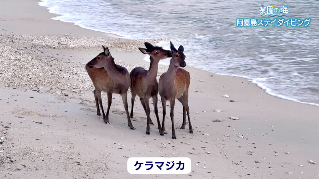 楽園の海　阿嘉島ステイダイビング