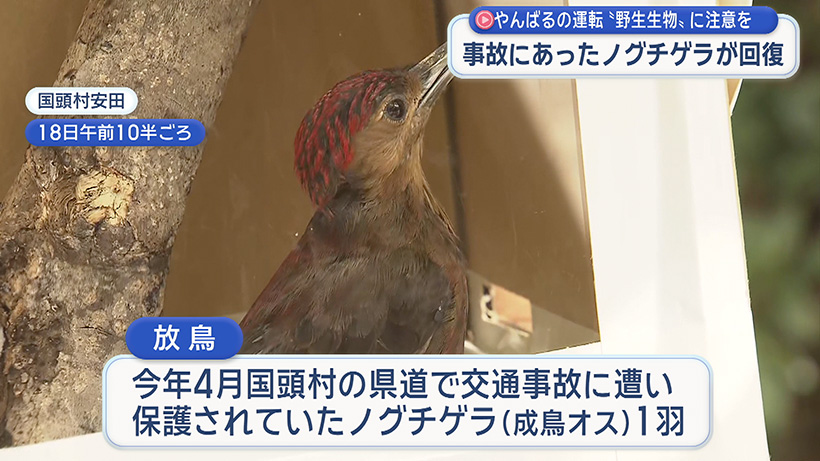 交通事故から回復したノグチゲラを放鳥