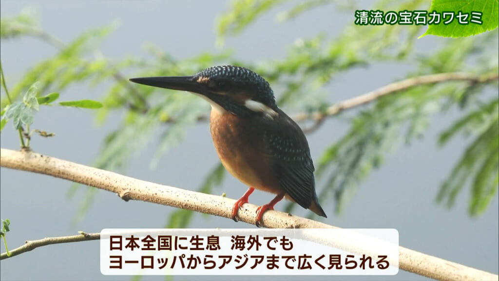 リュウキュウの自然 清流の宝石カワセミ