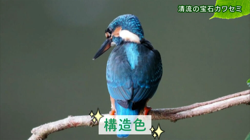 リュウキュウの自然 清流の宝石カワセミ