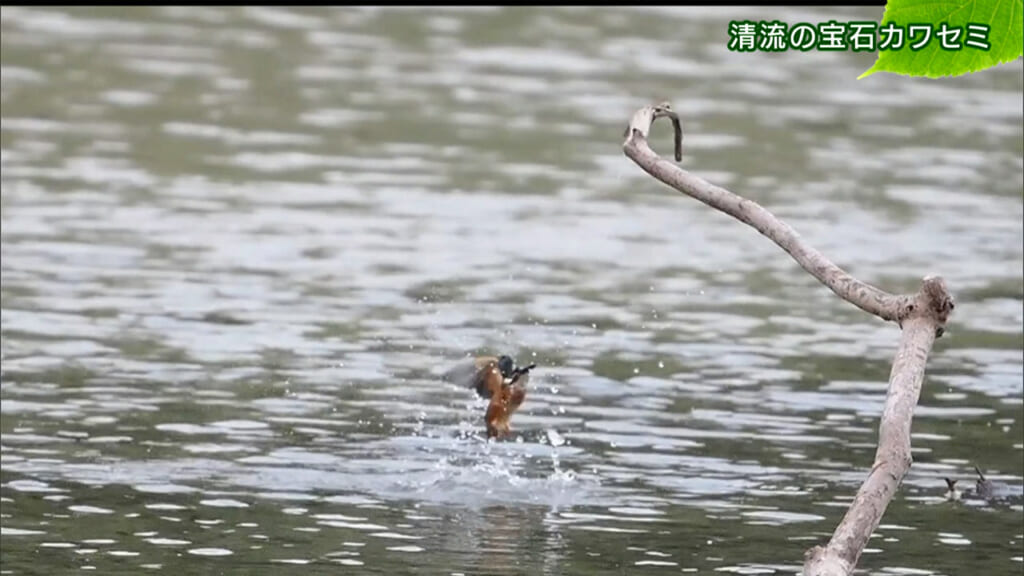 リュウキュウの自然 清流の宝石カワセミ