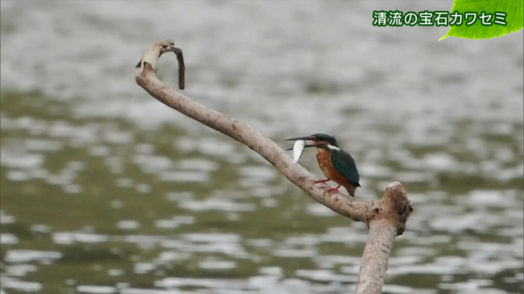 リュウキュウの自然 清流の宝石カワセミ