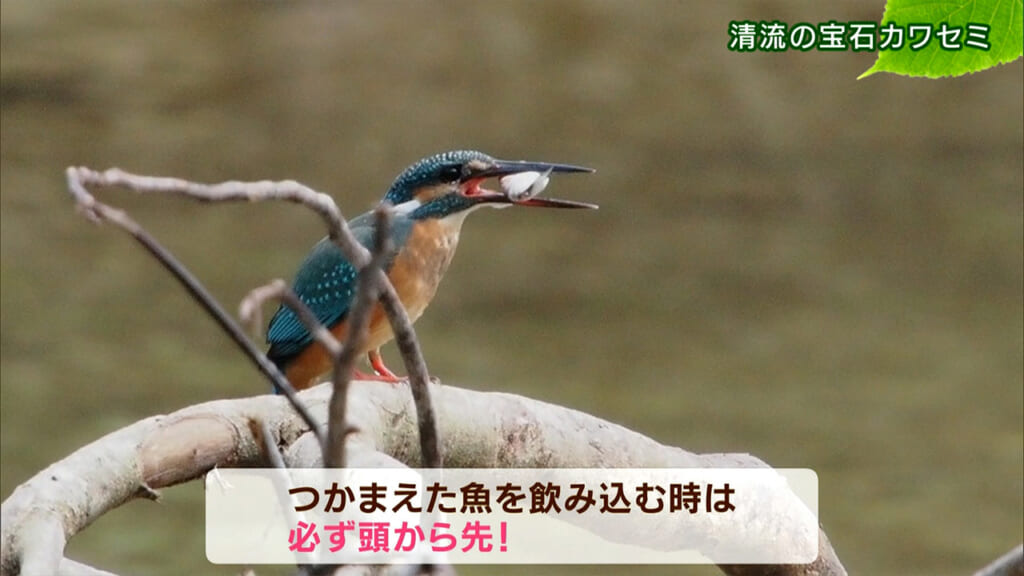 リュウキュウの自然 清流の宝石カワセミ