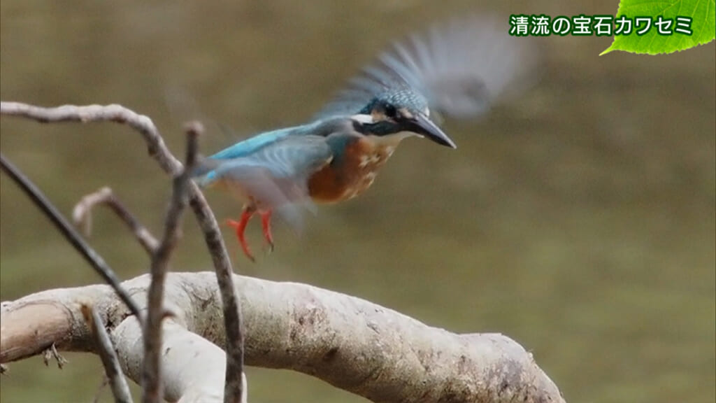 リュウキュウの自然 清流の宝石カワセミ