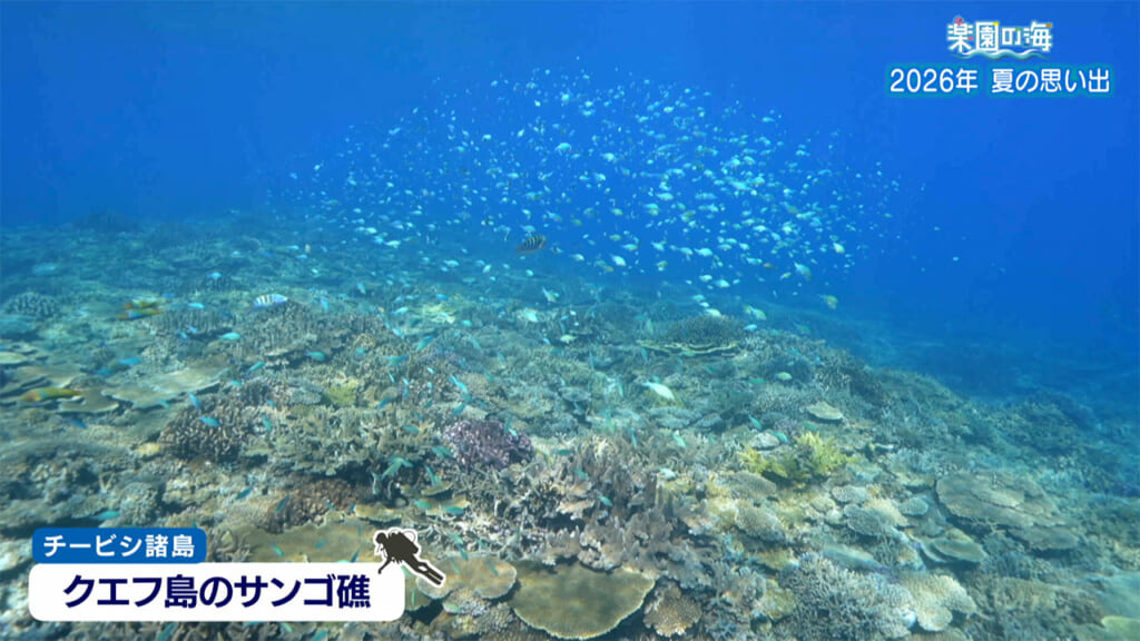 楽園の海 2026年 夏の思い出