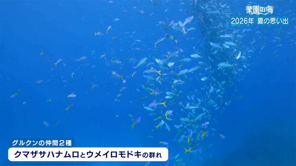 楽園の海 2026年 夏の思い出
