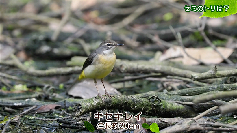 リュウキュウの自然 セミのトリは?