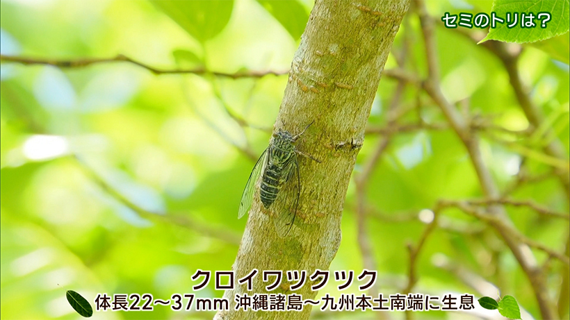 リュウキュウの自然 セミのトリは?