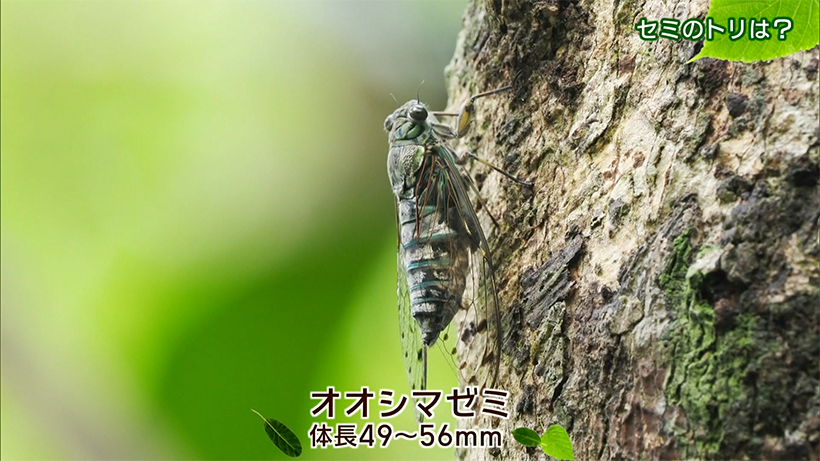 リュウキュウの自然 セミのトリは?