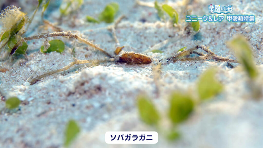 楽園の海　ユニーク＆レア　甲殻類特集