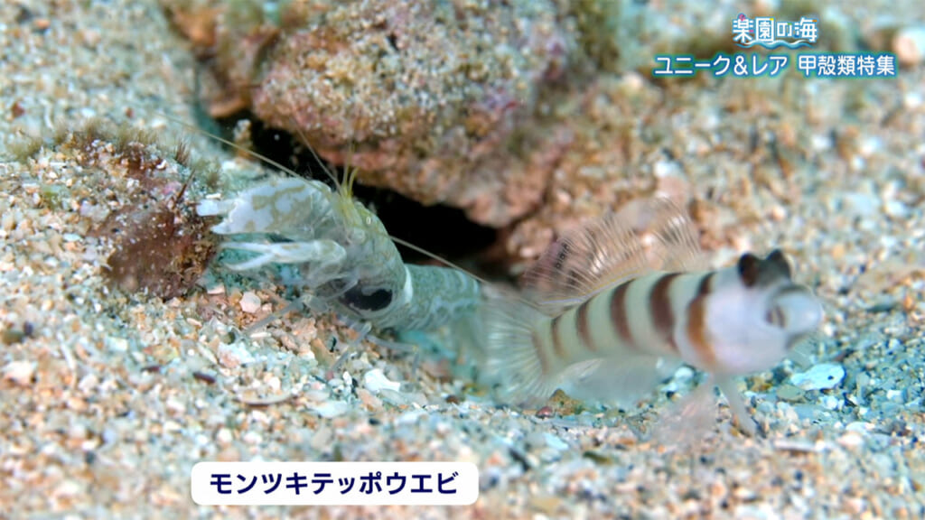 楽園の海　ユニーク＆レア　甲殻類特集