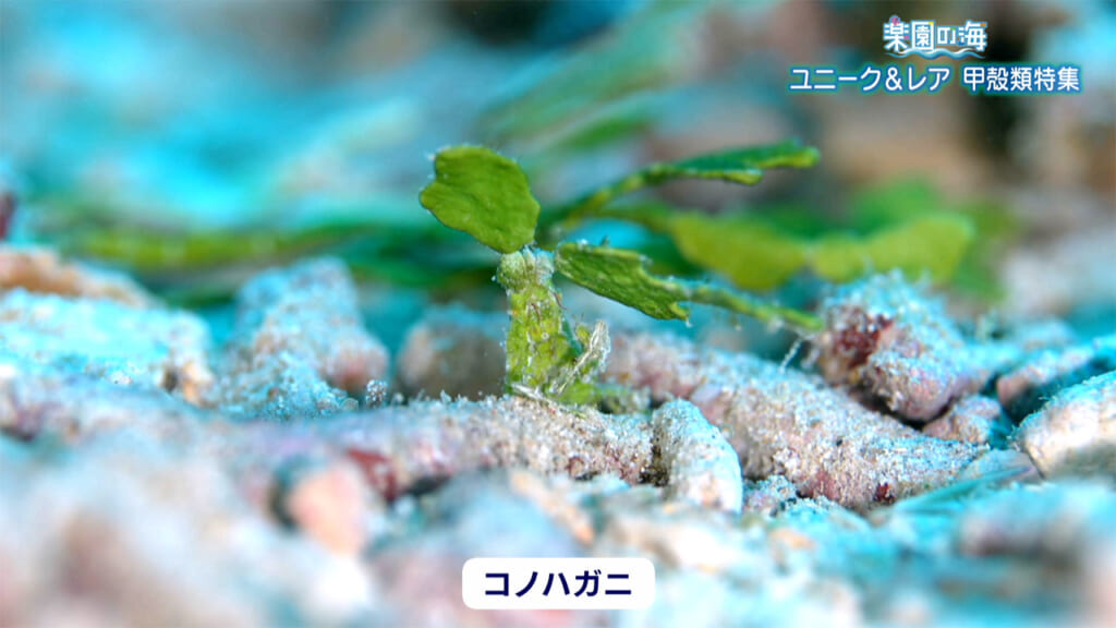 楽園の海　ユニーク＆レア　甲殻類特集