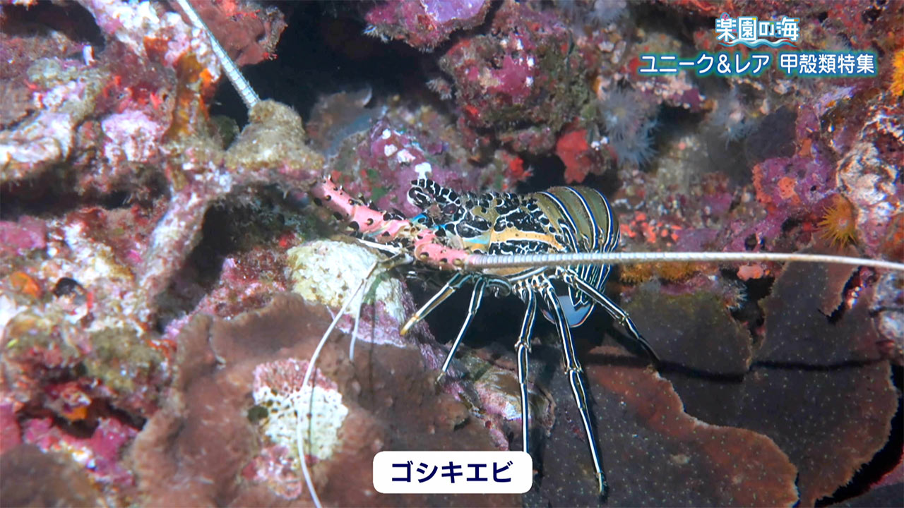 楽園の海　ユニーク＆レア　甲殻類特集