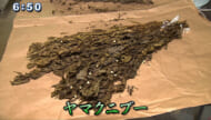 Qプラスリポート 琉球王国時代の香り ヤマクニブー