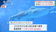 沖縄美ら海水族館　メスのジンベイザメが死ぬ