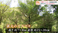 首里城2026 復興のキセキ 県産イヌマキを首里城に