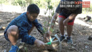 首里城復興や国産材の利用拡大に向けて宮古島でイヌマキを植樹