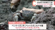 宮古島　日本で初確認のカニ「カバアシアシハラガニモドキ」