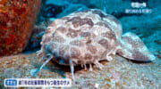 楽園の海　2025初潜り　慶良間諸島