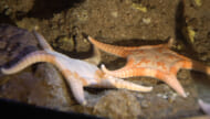 沖縄美ら海水族館が新種のヒトデを展示