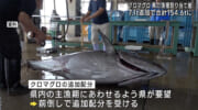沖縄のクロマグロ漁獲可能量が追加配分