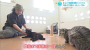 #IMAGINEおきなわ64 保護猫活動×ビストロ＝「猫とワイン」