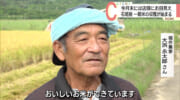 石垣島で一期米の収穫始まる