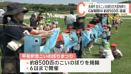 糸満市の平和祈念公園で巨大こいのぼりが大空を舞う