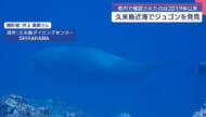 久米島近海でジュゴン確認