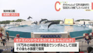 沖縄美ら海水族館が飼育の「オキちゃん」と「ムク」飼育５０年で記念式典