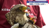 保護されたカンムリワシ　回復し放鳥