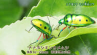 リュウキュウの自然「土下座！？その理由（わけ）は」