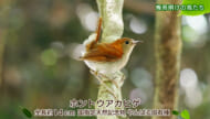 リュウキュウの自然「梅雨明けの鳥たち」