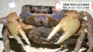 池間島　オカガニの放卵