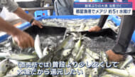 メアジが約５トン！都屋漁港で大漁