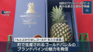 本部のパイン「もとぶかりゆしゴールド」旬入り