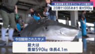 石垣島でサメの駆除/最大体長４ｍの大物も