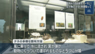 夏休みの自由研究に　世界の珍しいタネ展