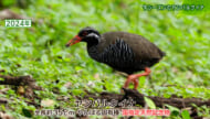 リュウキュウの自然「今シーズンのヤンバルクイナ」
