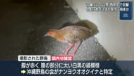 国内初確認　県内に生息していないクイナが西原町に