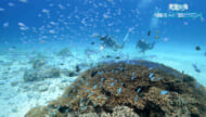 楽園の海「阿嘉島の海PART1 ～魅惑のケラマブルー～」