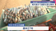 宮古島でサトウキビの夏植えはじまる