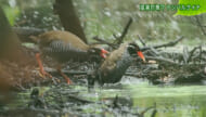 リュウキュウの自然　猛暑対策？ヤンバルクイナ
