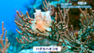 楽園の海　渡名喜島の海 ～色のない世界から色鮮やかな世界へ～