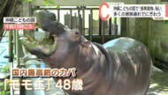 国内最高齢のカバ「モモエ」は48歳 沖縄こどもの国で長寿動物祝い